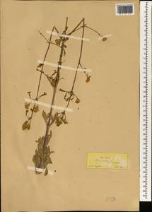 Silene gigantea, Зарубежная Азия (ASIA) (Турция)