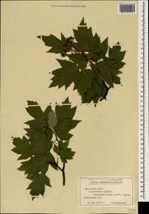 Aria torminalis (L.) Beck, Крым (KRYM) (Россия)