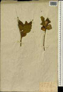Hibiscus syriacus L., Зарубежная Азия (ASIA) (Япония)
