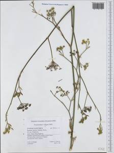 Anethum foeniculum L., Западная Европа (EUR) (Греция)
