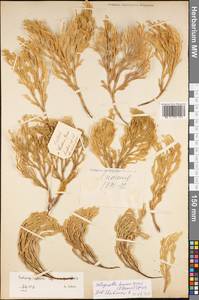 Pulviniella tamariscina (P. Beauv.) Li Bing Zhang & X. M. Zhou, Зарубежная Азия (ASIA) (Япония)