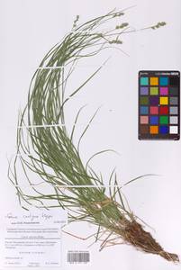 Осока колосистая, Восточная Европа, Московская область и Москва (E4a) (Россия)