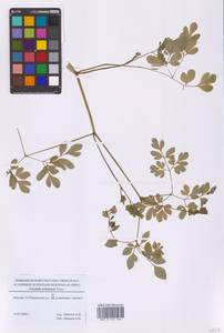 Хохлатка охотская Turcz., Восточная Европа, Московская область и Москва (E4a) (Россия)