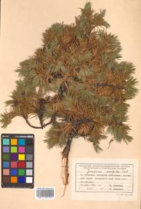 Juniperus rigida subsp. conferta (Parl.) Kitam., Сибирь, Дальний Восток (S6) (Россия)
