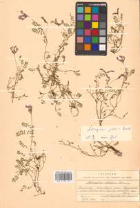 Астрагал полярный (Seem.) Benth., Сибирь, Чукотка и Камчатка (S7) (Россия)