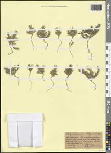 Хруплявник большой A.Braun, Кавказ, Дагестан (K2) (Россия)