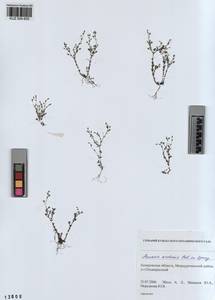 KUZ 004 605, Arenaria leptoclados subsp. leptoclados, Сибирь, Алтай и Саяны (S2) (Россия)