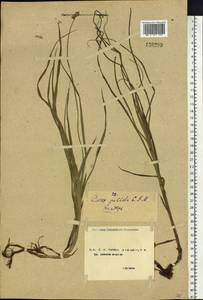 Осока возрастающая Ohwi, Сибирь, Чукотка и Камчатка (S7) (Россия)