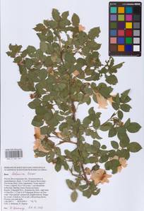 Шиповник бальзамический Besser, Восточная Европа, Нижневолжский район (E9) (Россия)