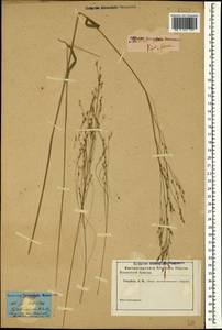Achnatherum virescens (Trin.) Banfi, Galasso & Bartolucci, Кавказ (без точных местонахождений) (K0)