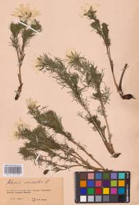 Горицвет весенний, Адонис весенний L., Восточная Европа, Восточный район (E10) (Россия)