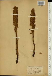 Заразиха белая Steph. ex Willd., Восточная Европа, Центральный лесостепной район (E6) (Россия)