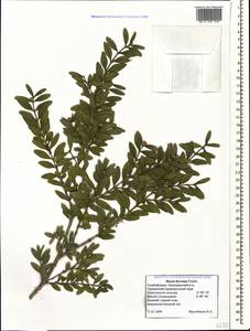 Самшит вечнозеленый, Самшит обыковенный L., Кавказ, Азербайджан (K6) (Азербайджан)