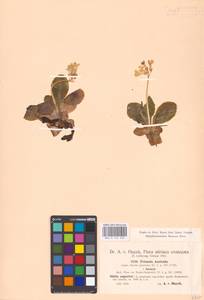 Primula auricula L., Западная Европа (EUR) (Австрия)