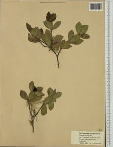 Pittosporum cornifolium A. Cunn., Австралия и Океания (AUSTR) (Новая Зеландия)