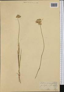 Lomelosia graminifolia (L.) Greuter & Burdet, Западная Европа (EUR) (Швейцария)
