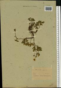 Лютик ползучий L., Восточная Европа, Белоруссия (E3a) (Белоруссия)