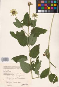 Heliopsis helianthoides var. scabra (Dunal) Fernald, Восточная Европа, Северо-Украинский район (E11) (Украина)