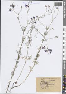 Delphinium consolida subsp. consolida, Восточная Европа, Центральный лесостепной район (E6) (Россия)