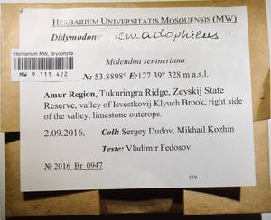 MW 9 111 422, Didymodon icmadophilus (Schimp. ex Müll. Hal.) K. Saito, Гербарий мохообразных, Мхи - Дальний Восток (без Чукотки и Камчатки) (B20) (Россия)