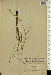 Triraphis andropogonoides (Steud.) E.Phillips, Африка (AFR) (ЮАР)