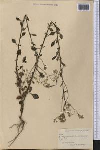 Cyanthillium cinereum (L.) H. Rob., Америка (AMER) (Куба)