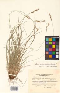 Carex subumbellata Meinsh., Сибирь, Дальний Восток (S6) (Россия)