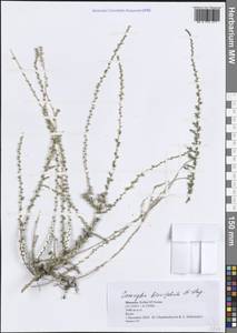 Caroxylon aphyllum (L.fil.) Tzvelev, Африка (AFR) (Марокко)