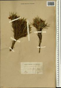 Astragalus murinus, Зарубежная Азия (ASIA) (Иран)