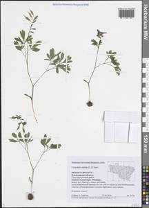 Хохлатка плотная (L.) Clairv., Восточная Европа, Центральный район (E4) (Россия)