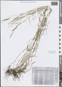 Мятлик дубравный L., Средняя Азия и Казахстан, Западный Тянь-Шань и Каратау (M3) (Киргизия)