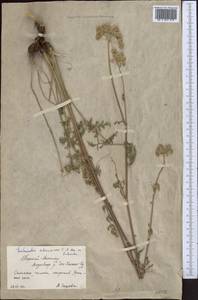 Порезник Шренка C. A. Mey. ex Schischk., Средняя Азия и Казахстан, Северный и Центральный Тянь-Шань (M4) (Киргизия)