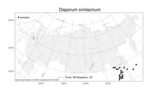 Disporum smilacinum, Диспорум смилациновый A.Gray, Атлас флоры России (FLORUS) (Россия)
