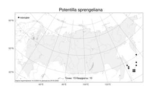 Potentilla sprengeliana, Лапчатка побегоносная Lehm. ex Ledeb., Атлас флоры России (FLORUS) (Россия)