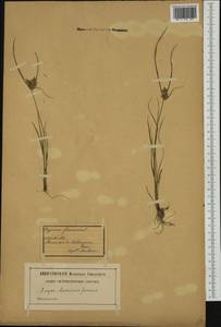 Cyperus flavescens L., Западная Европа (EUR) (Швейцария)