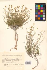 Клоповник лировидный L., Восточная Европа, Нижневолжский район (E9) (Россия)