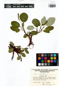 Ива сетчатая L., Сибирь, Прибайкалье и Забайкалье (S4) (Россия)