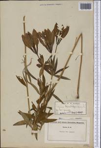 Lilium philadelphicum L., Америка (AMER) (США)