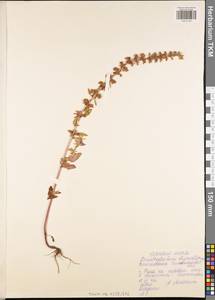 Змееголовник тимьяноцветковый L., Восточная Европа, Центральный район (E4) (Россия)