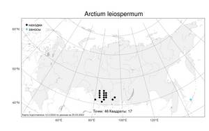 Arctium leiospermum, Лопух гладкосемянный Juz. & Ye. V. Serg., Атлас флоры России (FLORUS) (Россия)
