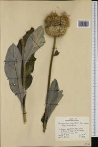 Rhaponticum heleniifolium Gren. & Godr., Западная Европа (EUR) (Франция)