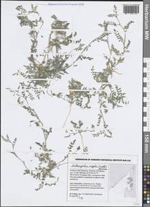 Podlechiella vogelii (Webb) Maassoumi & Kaz.Osaloo, Зарубежная Азия (ASIA) (ОАЭ)