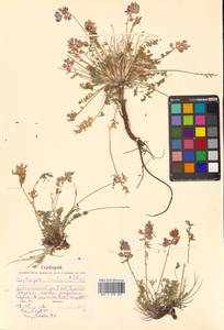 Oxytropis coerulea subsp. coerulea, Сибирь, Дальний Восток (S6) (Россия)