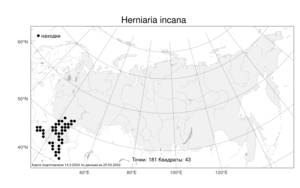 Herniaria incana, Грыжник седой Lam., Атлас флоры России (FLORUS) (Россия)