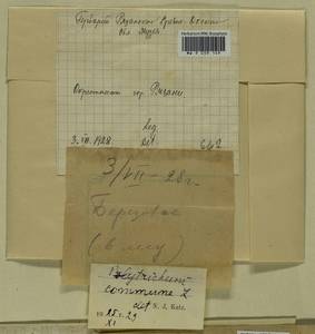 Polytrichum commune Hedw., Гербарий мохообразных, Мхи - Центральное Нечерноземье (B6) (Россия)