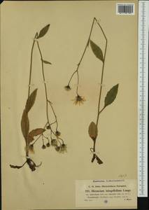 Hieracium froelichianum subsp. subvulsum (Zahn) Gottschl. & Greuter, Западная Европа (EUR) (Австрия)