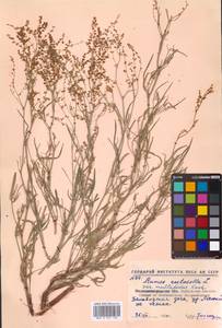 Щавель воробьиный, Щавелек L., Восточная Европа, Северо-Украинский район (E11) (Украина)