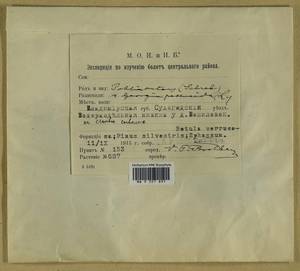 Pohlia nutans (Hedw.) Lindb., Гербарий мохообразных, Мхи - Центральное Нечерноземье (B6) (Россия)