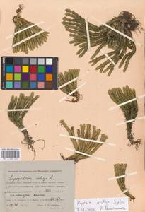 Huperzia selago subsp. appressa (Bach. Pyl. ex Desv.) D. Löve, Сибирь, Западная Сибирь (S1) (Россия)