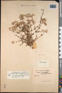 Polycarpaea corymbosa (L.) Lam., Зарубежная Азия (ASIA) (Индия)